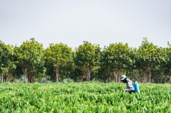 Worker in the field that could develop Parkinson's Disease after Paraquat exposure