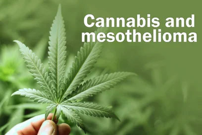 Cannabis and mesothelioma: can cannabis help with disease and treatment side-effects?